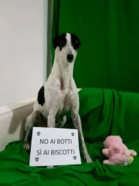 15697290 362720347433470 8895086455986594779 n