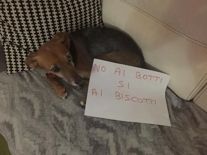 15697535 362450620793776 432148198783886820 n