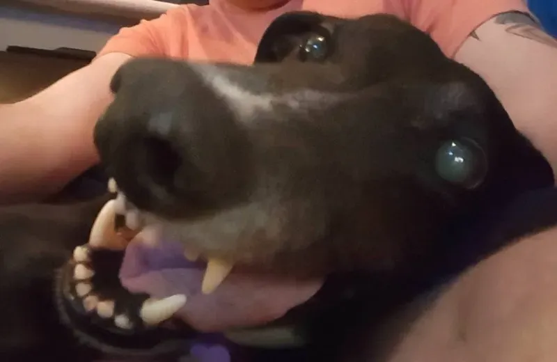 15697784 1191881604253306 3600223236002328795 n