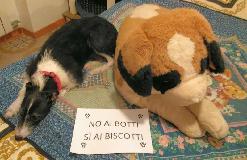 15726429 362442790794559 1514368937602815779 n