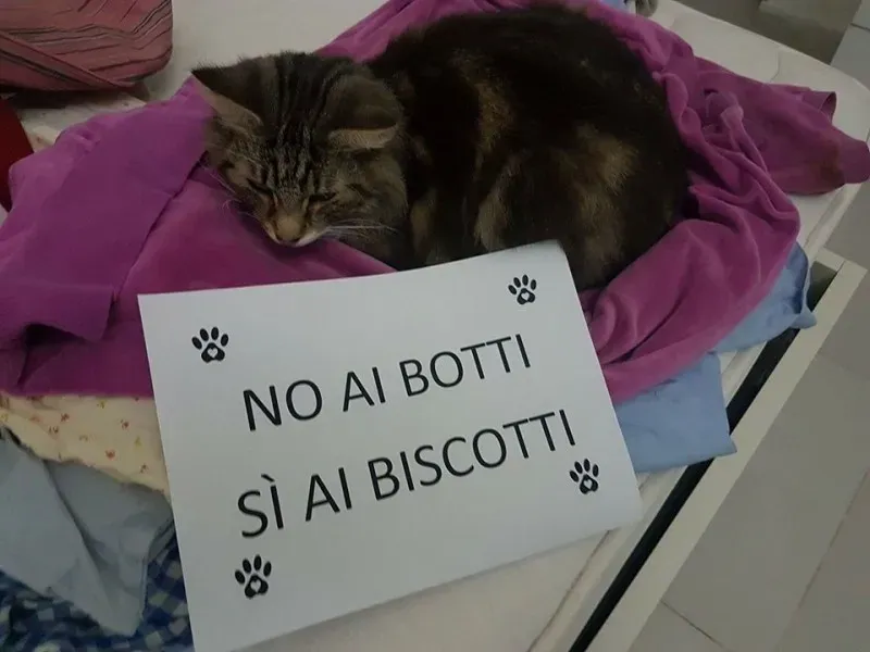 15727000 362727460766092 3227747904325377556 n