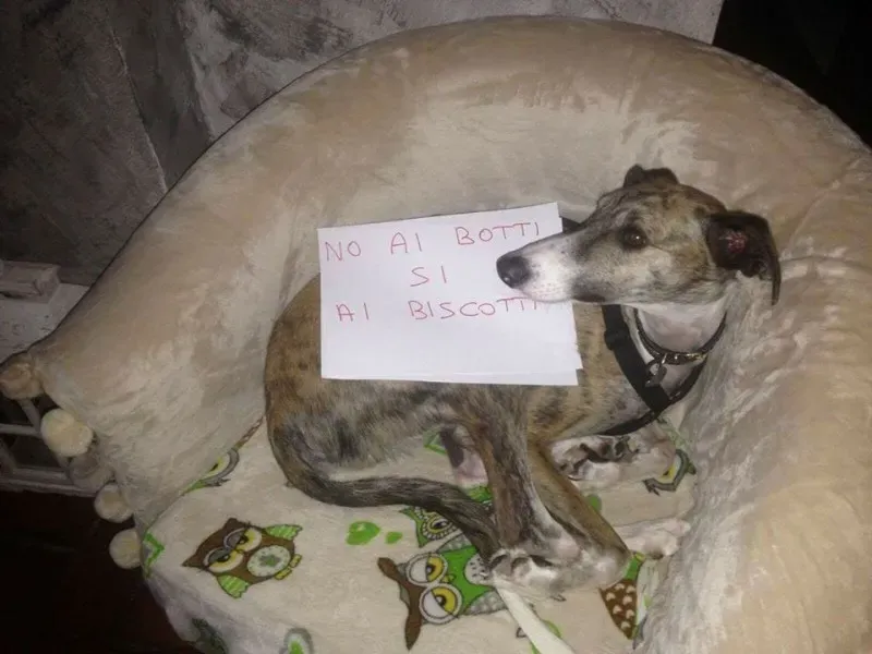 15741320 362447030794135 8014972758938821274 n