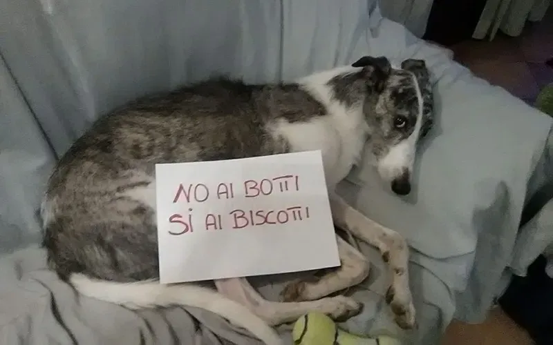 15747685 362455050793333 1819649648590025829 n