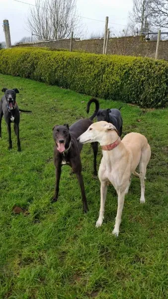 15747933 10211622641071246 73232858 o