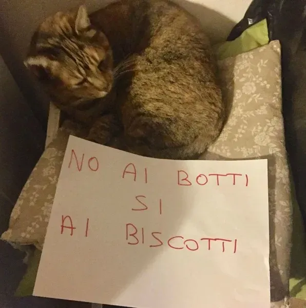 15774872 362454274126744 1328219260025573847 o