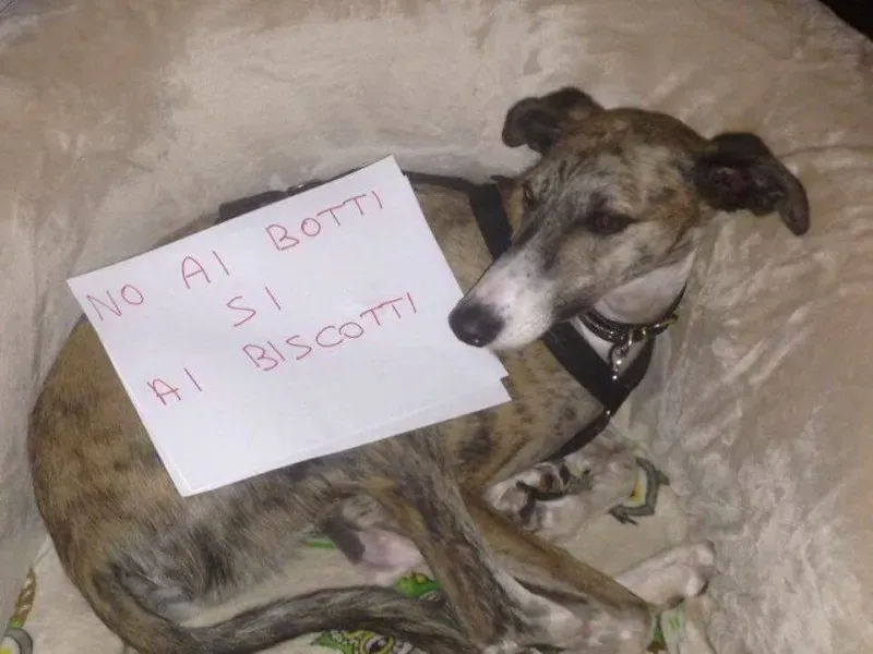 15780856 362449400793898 1452758385227525881 n