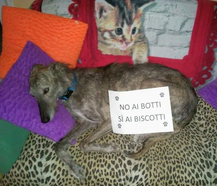 15781064 362444004127771 9182393784529456385 n