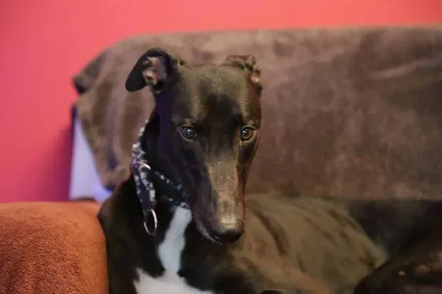 15781395 1248165681941699 2816595149197536128 n