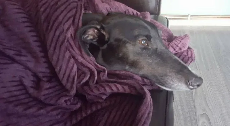 15781656 570508173144407 2045960566579319885 n