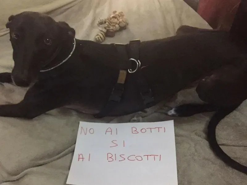 15781778 362448624127309 4617491149250070902 n