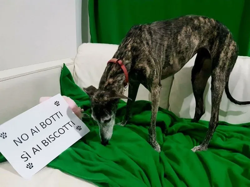 15781784 362721330766705 5917280587927023858 n