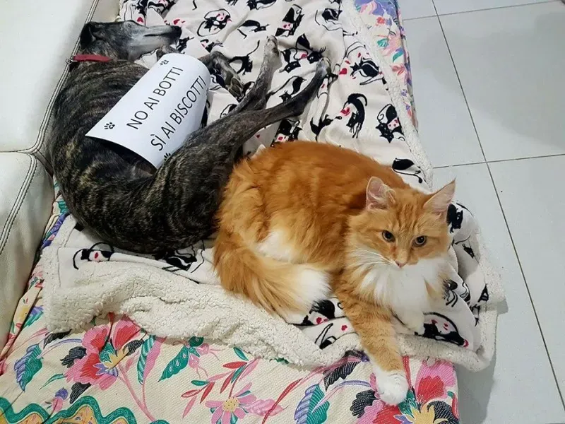 15781785 362725320766306 2018419388300107384 n