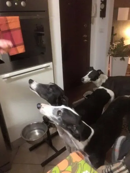 15822575 1235354419881744 3479118221867786795 n