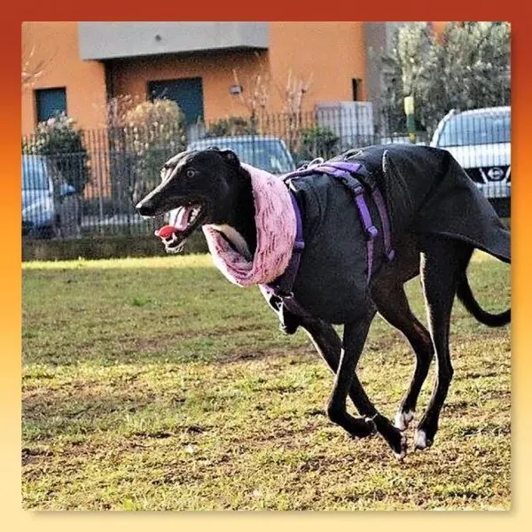 15823667 364440750594763 9174704996187386829 n