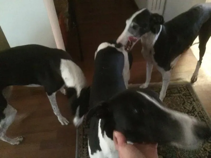 15826467 1235354386548414 4824307885046983244 n