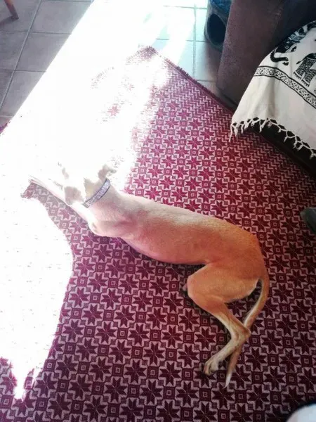 15826765 1250108815080719 7346975200506818944 n