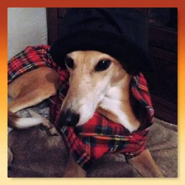 15871611 364604837245021 3194016030016384554 n