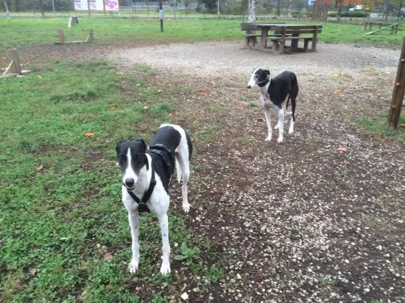 15871686 1235354409881745 833761986673438831 n