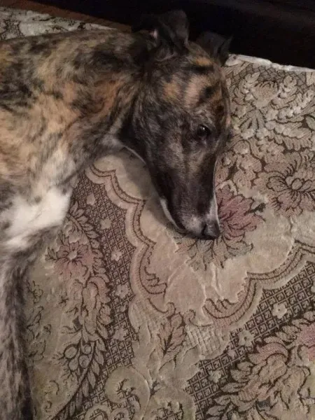 15873205 368616900177148 971923641251969561 n