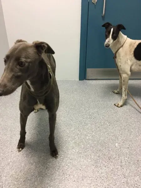 15877694 236137073508612 977518649 o