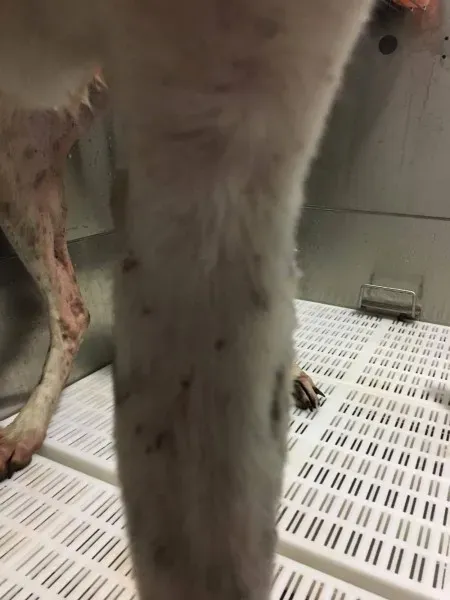 15877836 236137530175233 1468563426 o