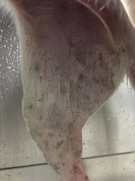 15878057 236137346841918 1471604653 o