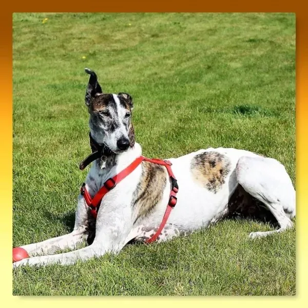 15894265 365396060499232 3531428396379068928 n