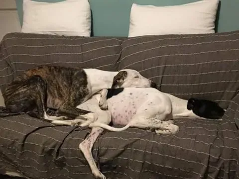 15894385 366853737020131 6424904234564060032 n