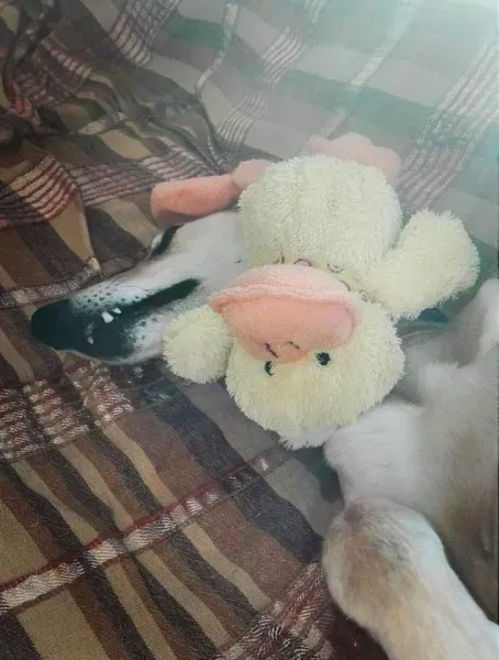 15894849 1250108931747374 6698534059307113025 n