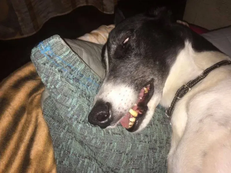 15894997 1235354573215062 1836621153654494948 n