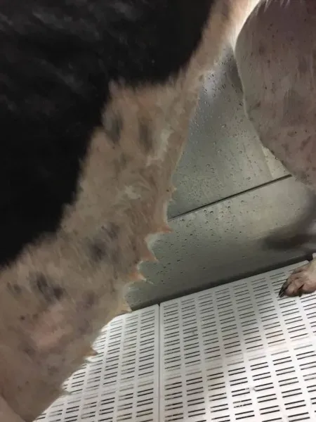 15909063 236137360175250 860976948 o