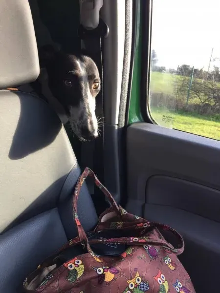 15909352 236136620175324 835256939 o