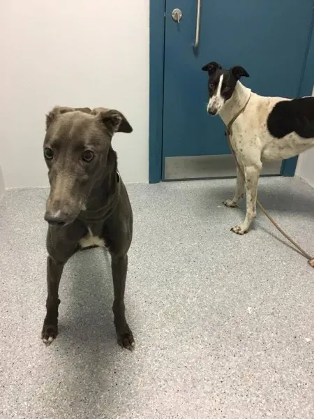 15935107 236137143508605 310537733 o