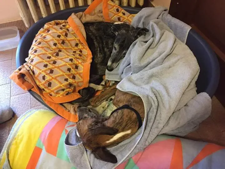 15941181 369336320105206 7668535741883507137 n