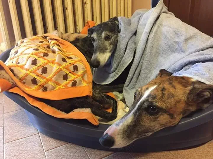 15966312 369336330105205 288827808176685223 n