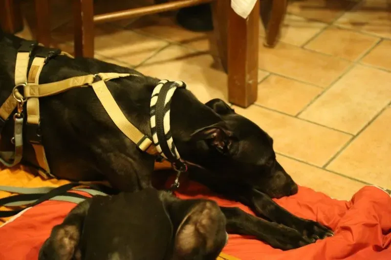 15972729 10206176987623326 3715359235364315587 o