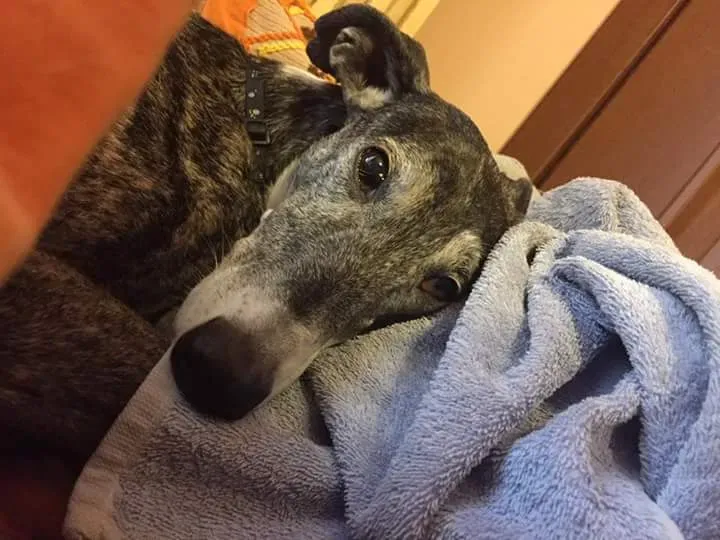 15978022 369336356771869 8653127999208726306 n