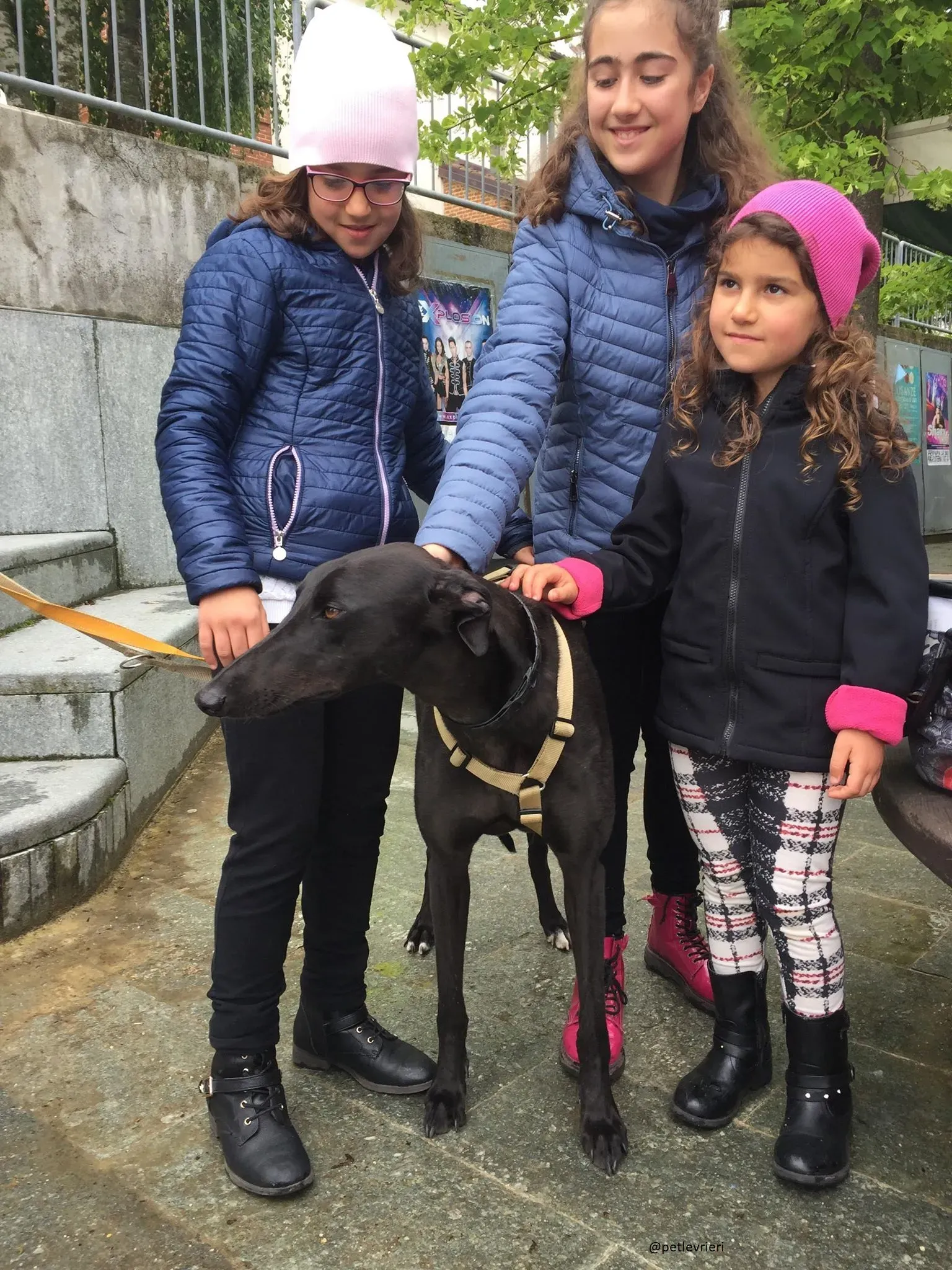 15 Doodle Greyhound rescue petlevrieri petlevrierionlus foster progettofoster