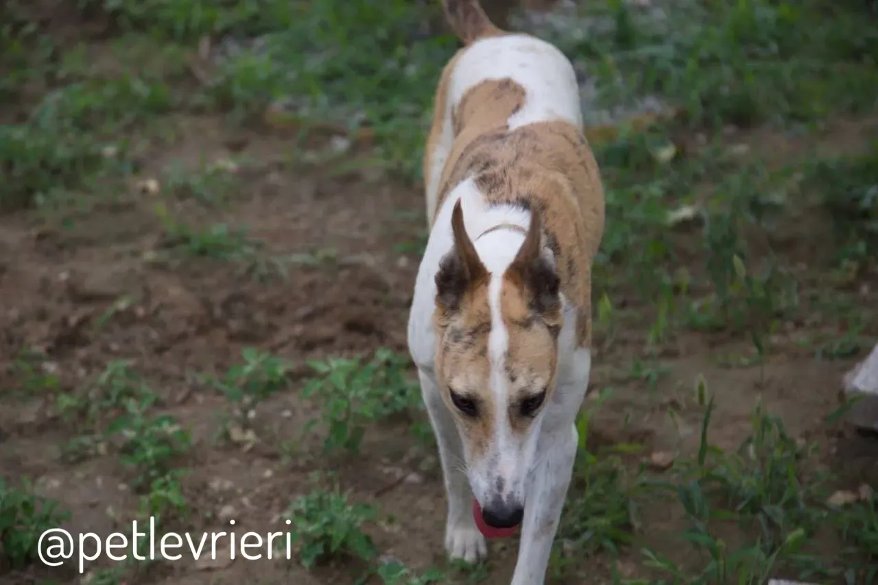 15 Sam whippet petlevrieri petlevrierionlus salvatomercatodellacarne cina maco.JPG
