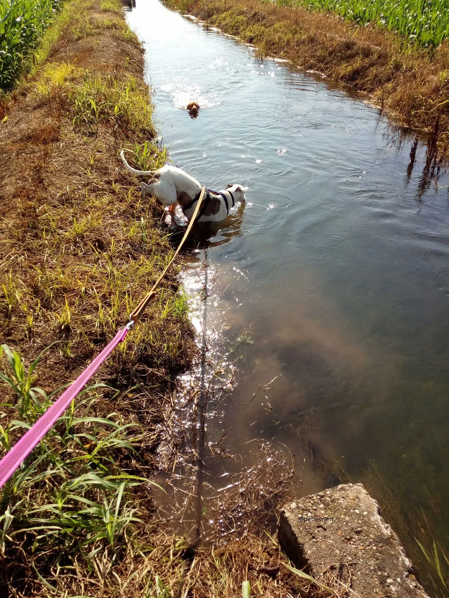15 Spark Greyhound rescue petlevrieri petlevrierionlus foster progettofoster