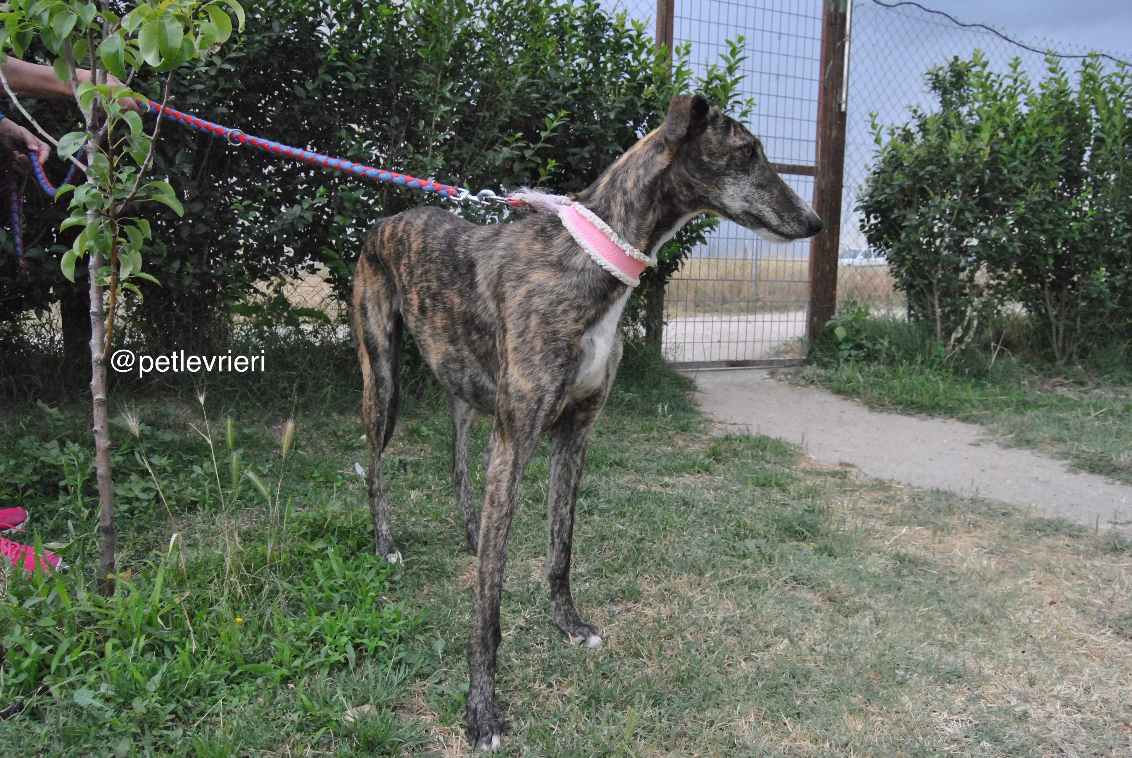 15 brandy adozione levrieri galgo