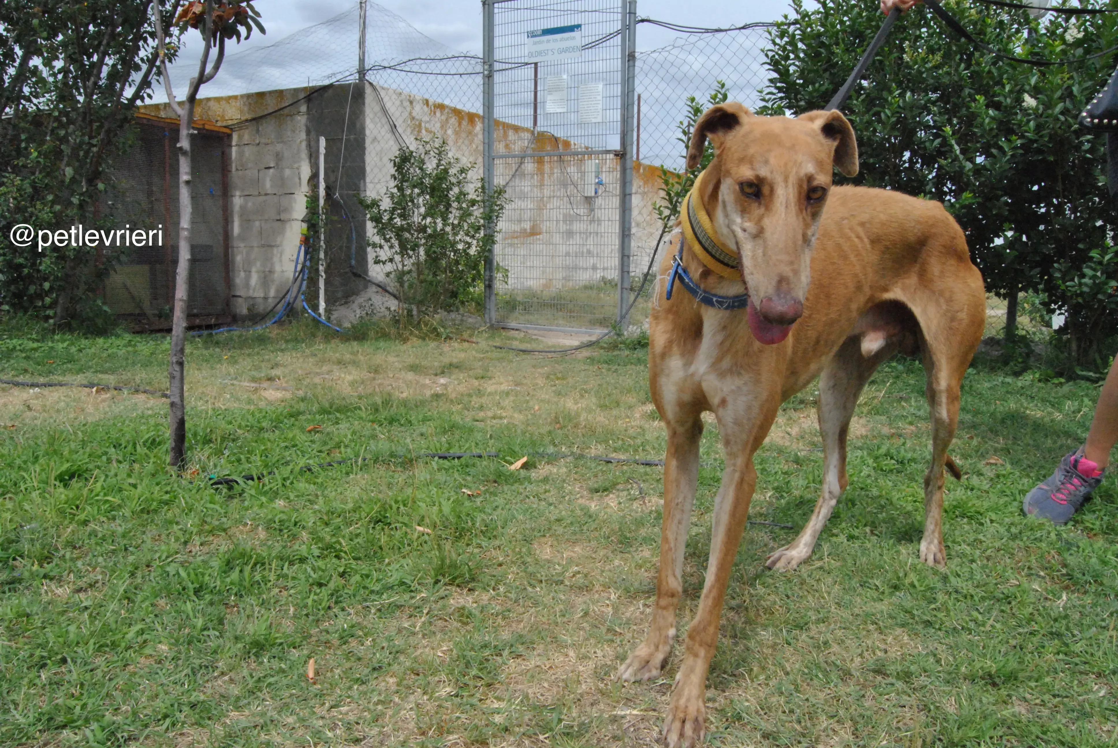 15 dali adozione levrieri galgo