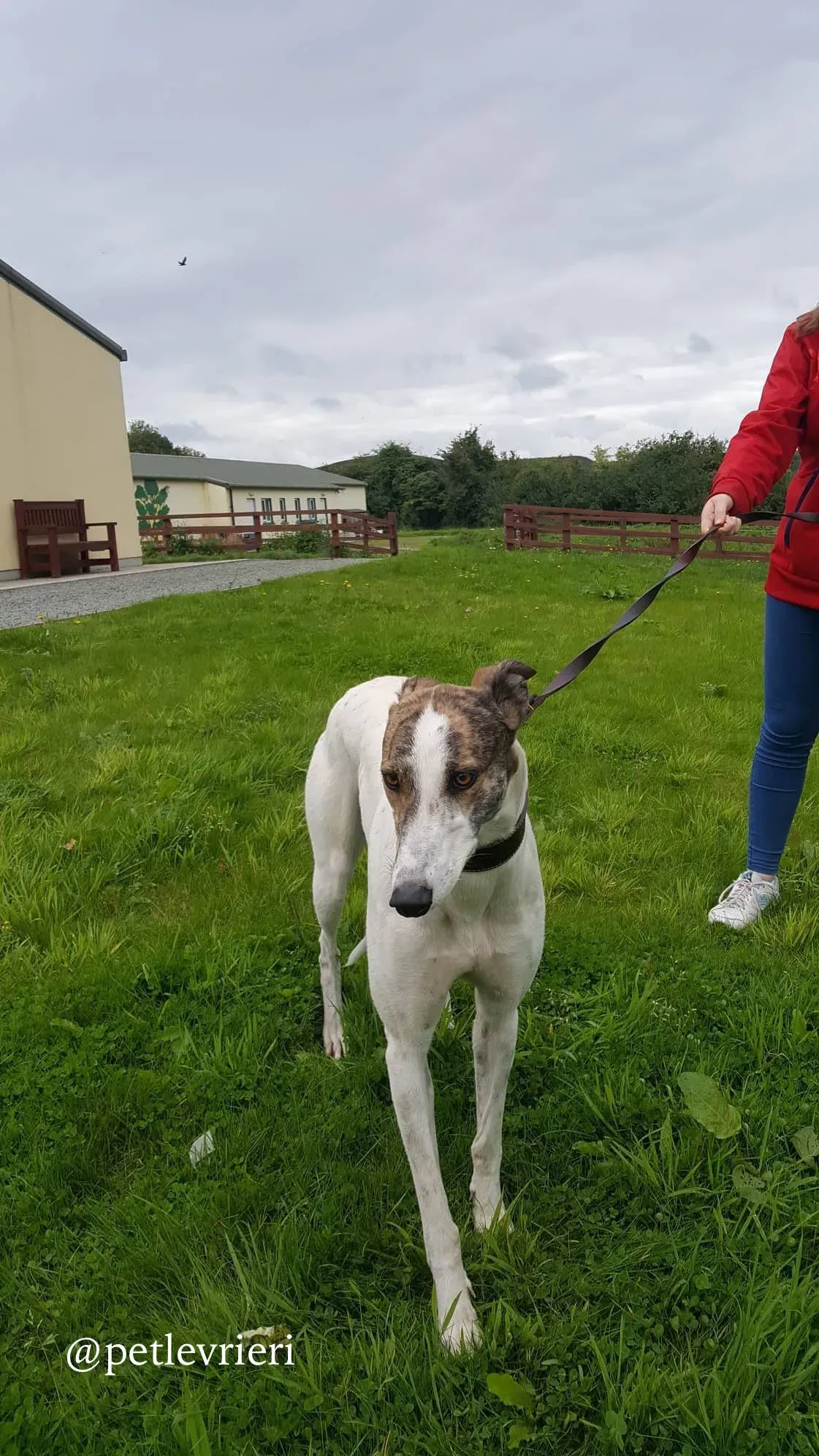 15 deva adozione greyhound