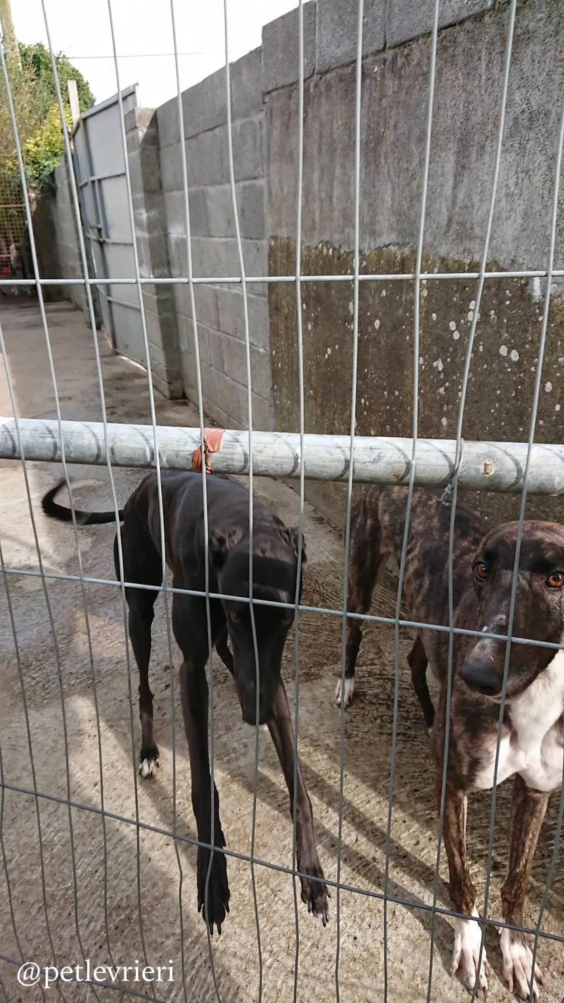 15 folami adozione levrieri greyhound