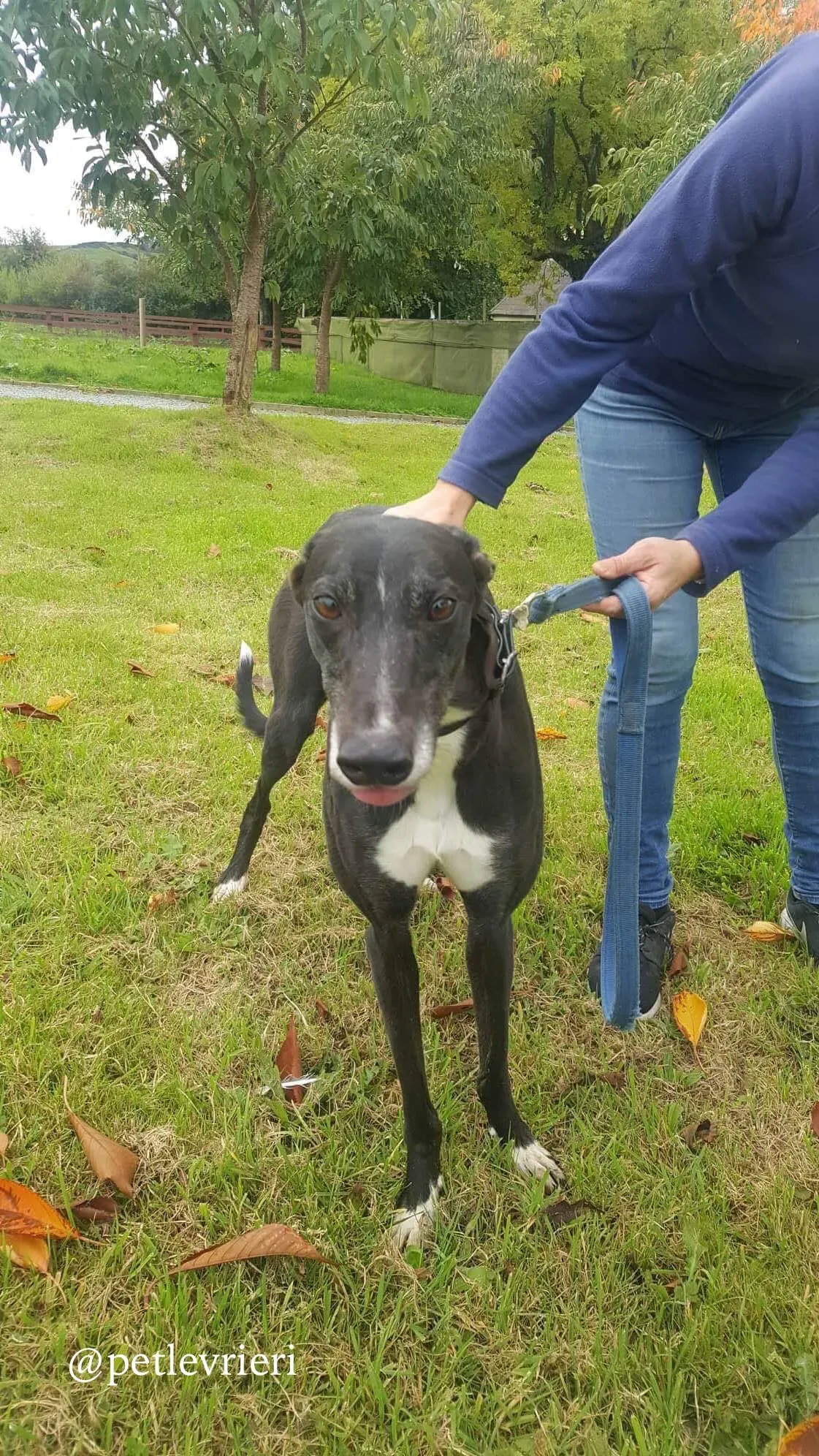 15 hilary adozione levrieri greyhound