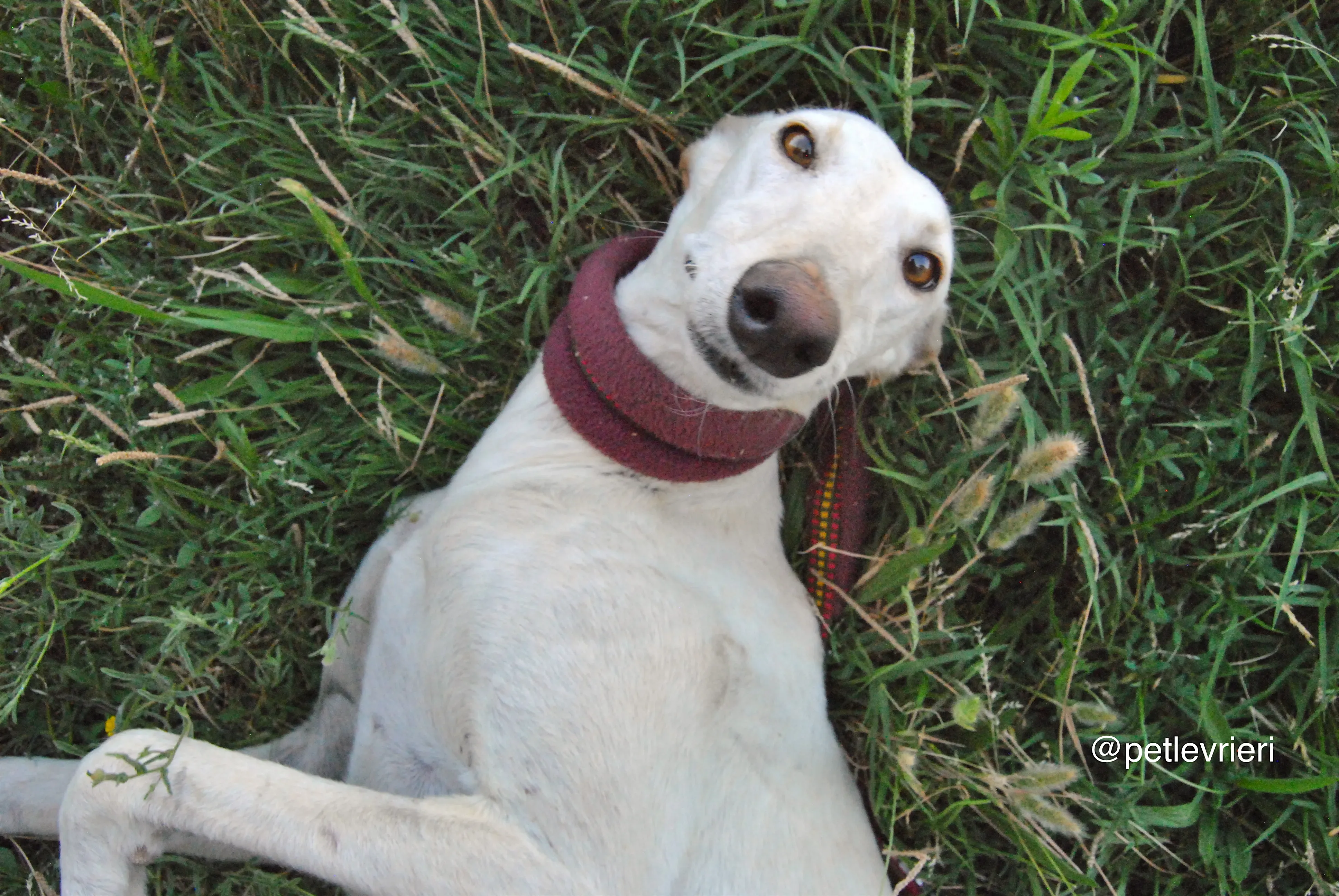 15 laila adozione levrieri galgo