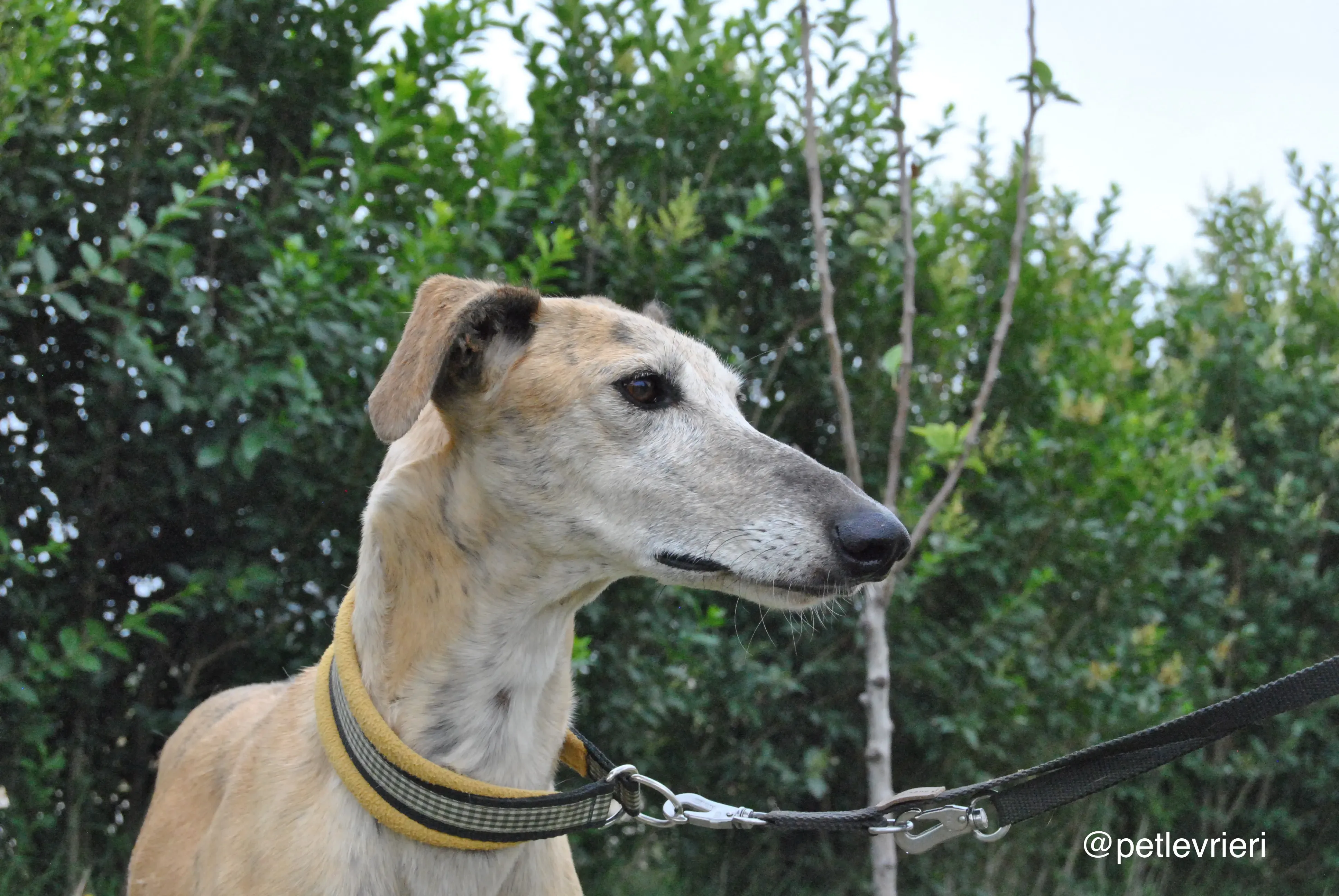 15 lambie adozione levrieri galgo