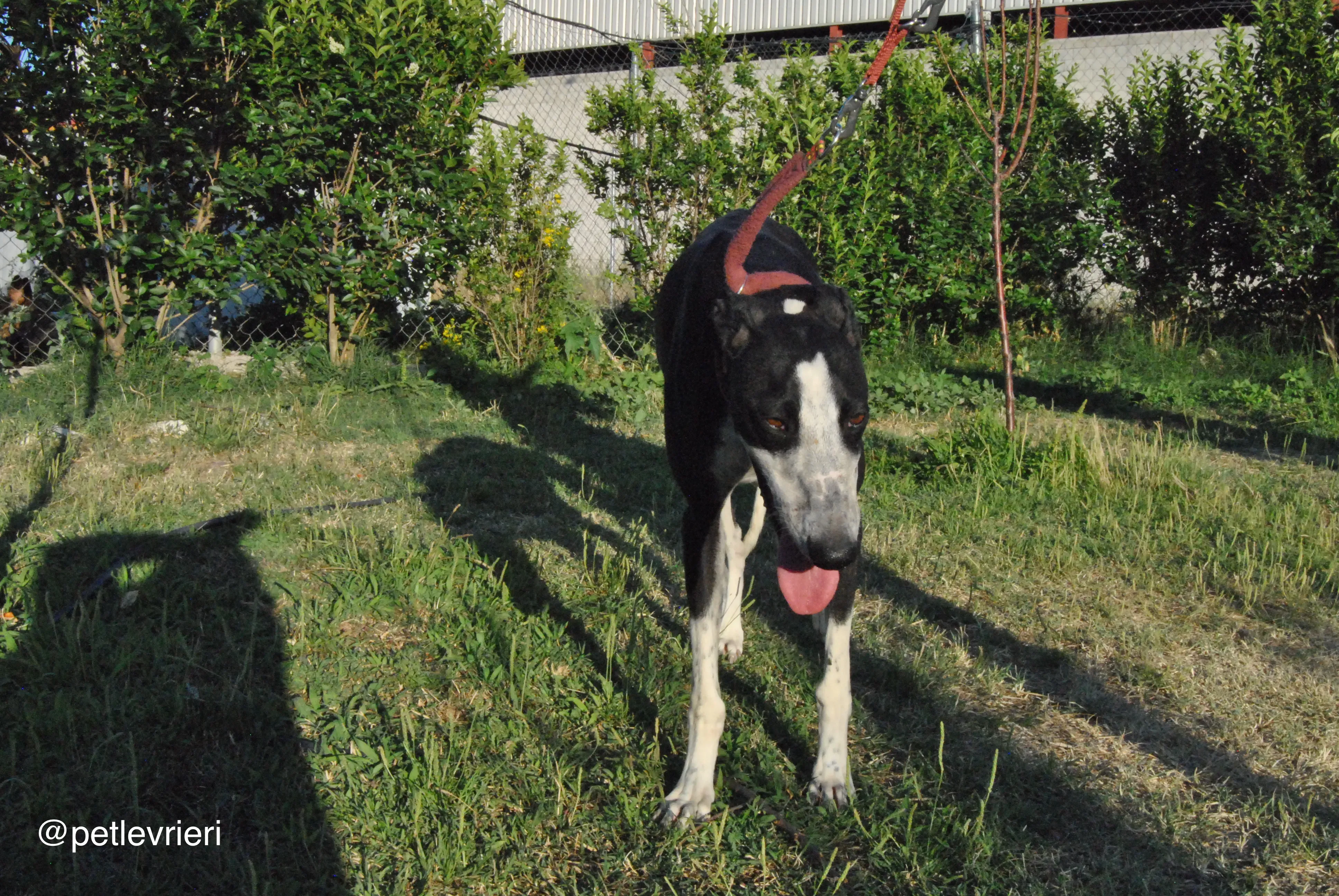 15 lili adozione levrieri galgo