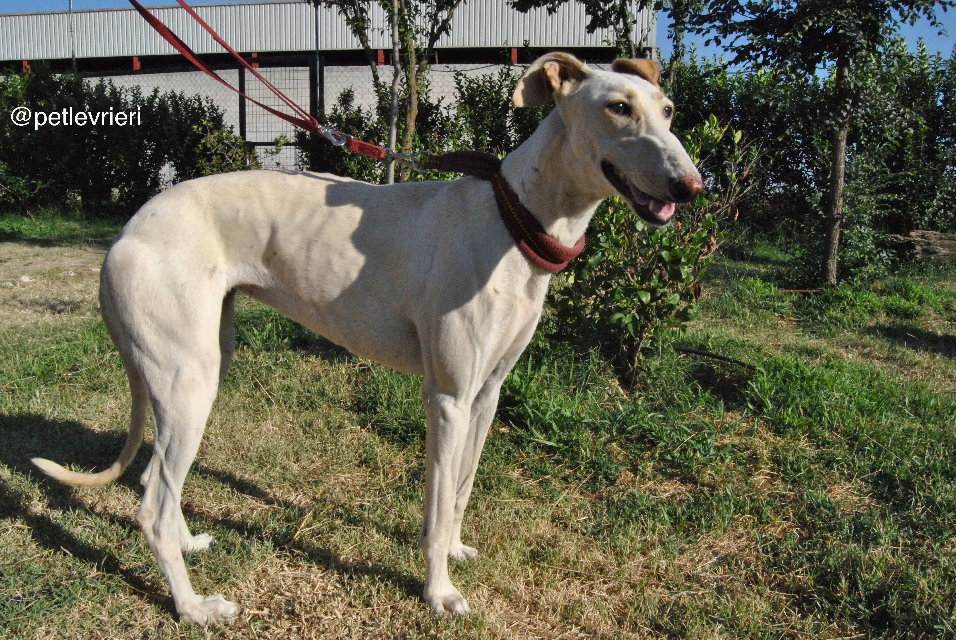 15 mari adozione levrieri galgo
