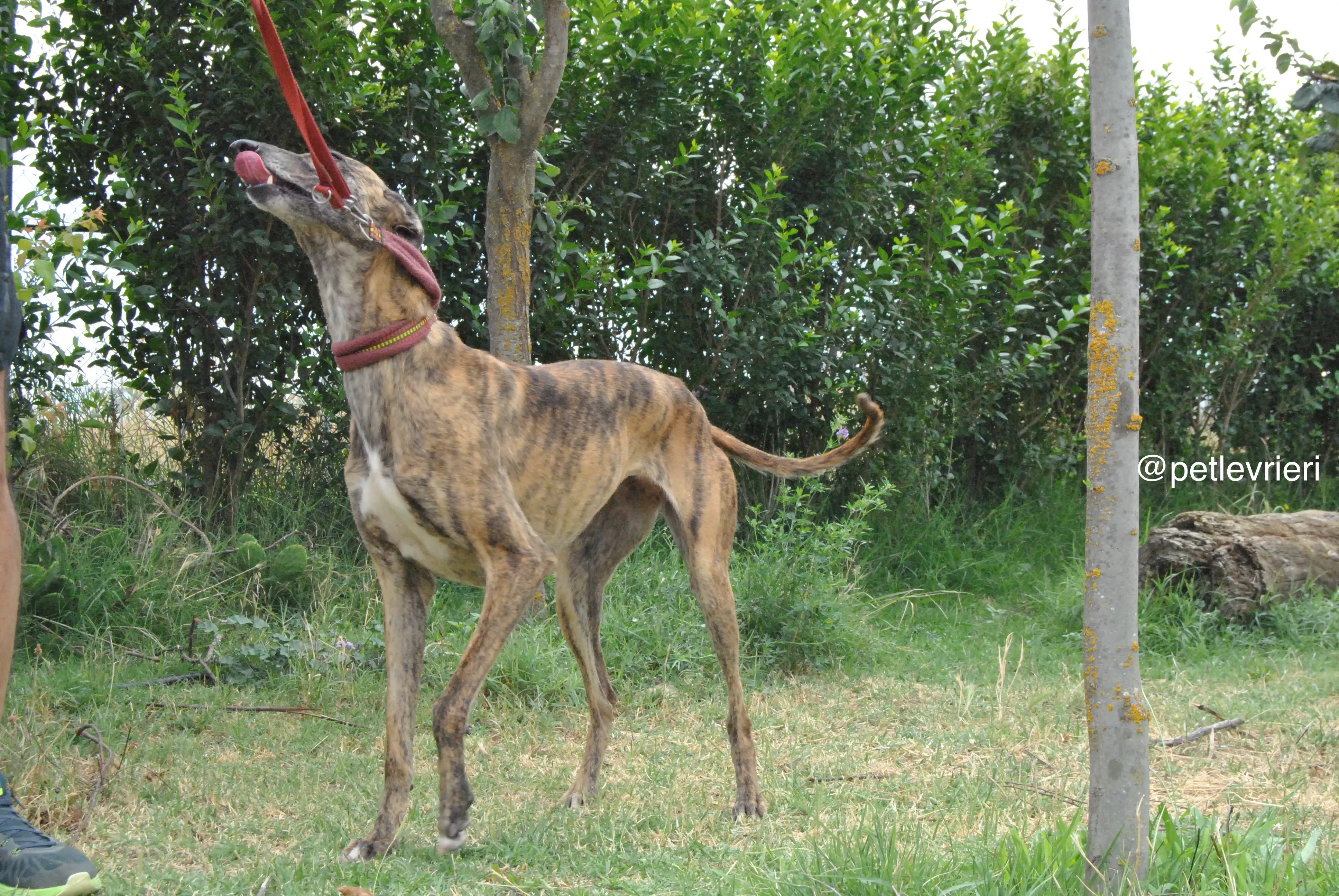 15 meribel adozione levrieri galgo